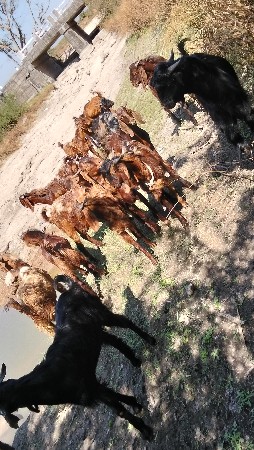 આ બકરા વેચવાના છે