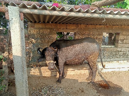 थंबनेल 2