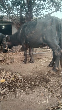 थंबनेल 2