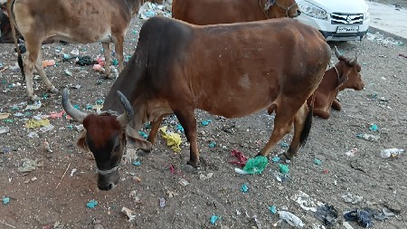 આ ગાય વેચવા ની છે