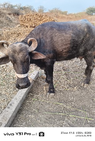 ખળેલી વેચવાની છે