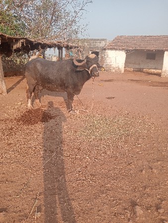 थंबनेल 2