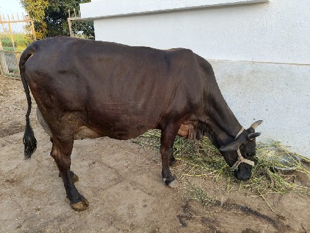 थंबनेल 3