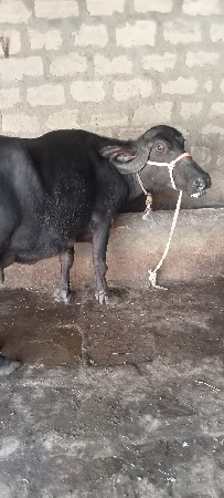 ભેંસ વેચવાની છે