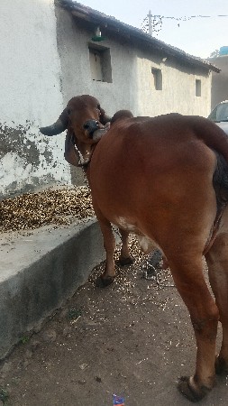 थंबनेल 3