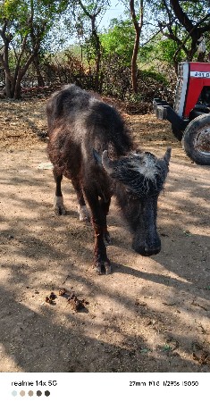 9723197610 ફોન કરો