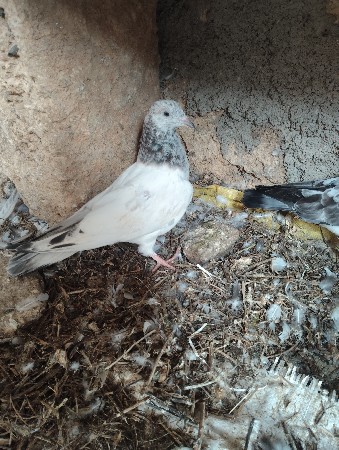 થંબનેલ 3