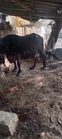 ભેંશ.વેસવાની.તીજુ.વેતર