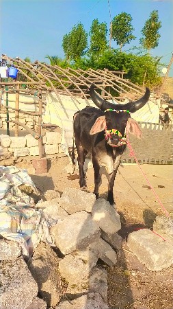 થંબનેલ 2