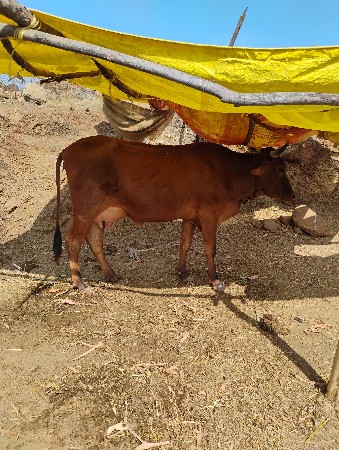 થંબનેલ 2