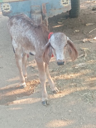 liladi gay vechvani che