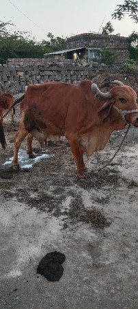 थंबनेल 3