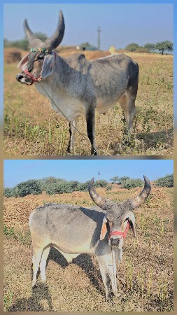 ગોઢલા વેચવાના છૈ