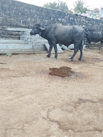 પાડો વેચવાનો છે