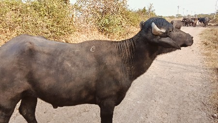 थंबनेल 2