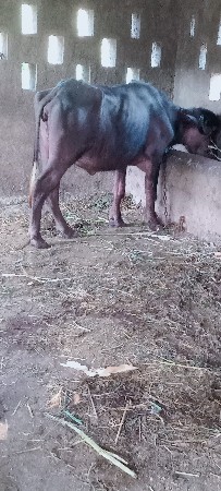 थंबनेल 2