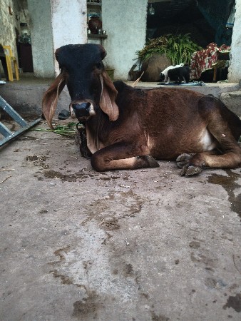 थंबनेल 3