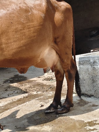 थंबनेल 3