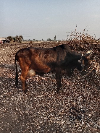 પાંચ દી ની કાચી ત્રીજું વેતર