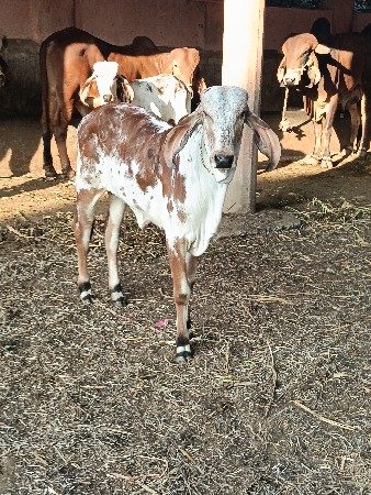 ગીર વાછડી