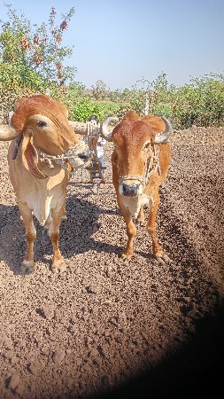 બળદ વેચવાનાછે