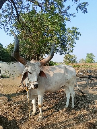 બળદ વેચવાનો છે