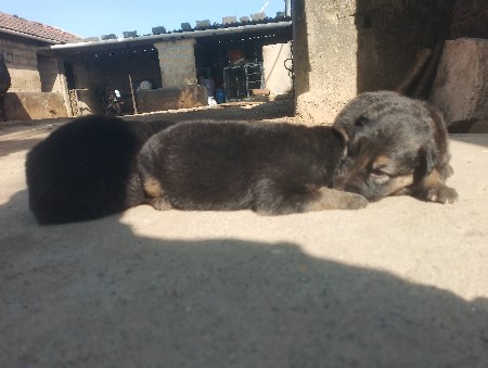 જર્મન ફીમેલ સે