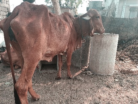 એચ એફ અને ગીર ગાય વેચવાની છે