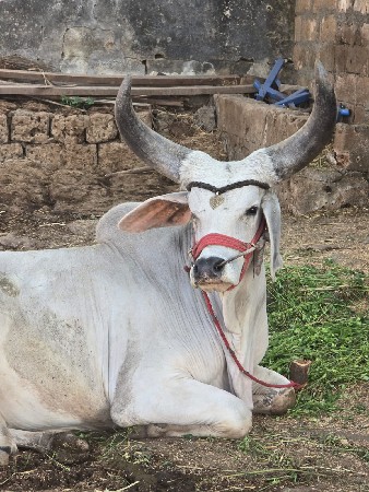 ગૉઢલૉ વૅસવાનૉ સૅ