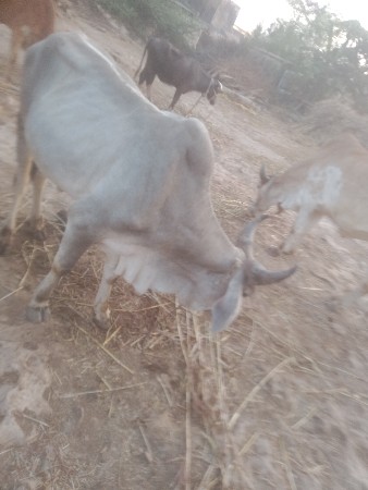 બળદ બેસવાનો સે