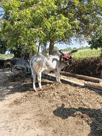 थंबनेल 3