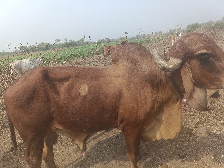 ઉંમર 5 વર્ષ