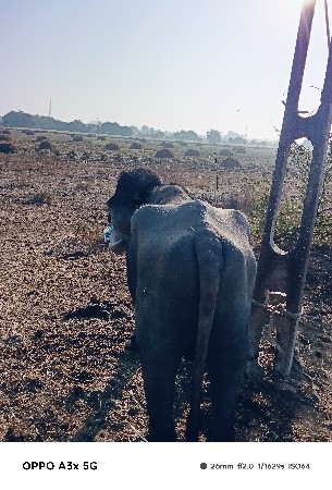 પાડો વેચવાનો છે