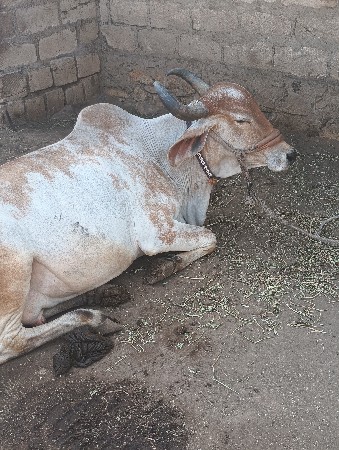 थंबनेल 3