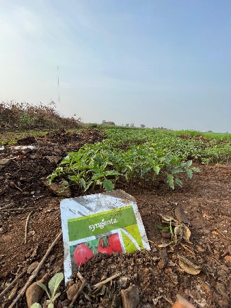 ટામેટી નો રોપ