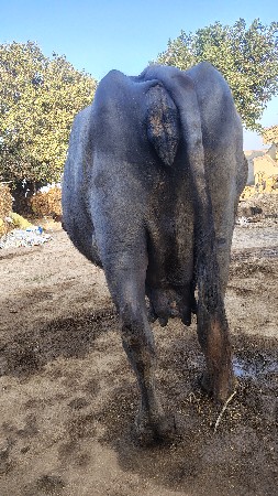 વેશવાનિ