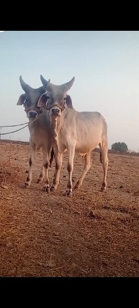 थंबनेल 2