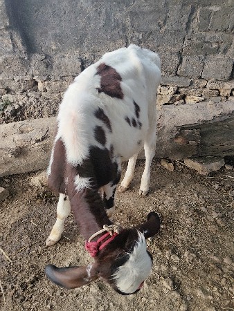 थंबनेल 2