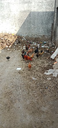 થંબનેલ 3