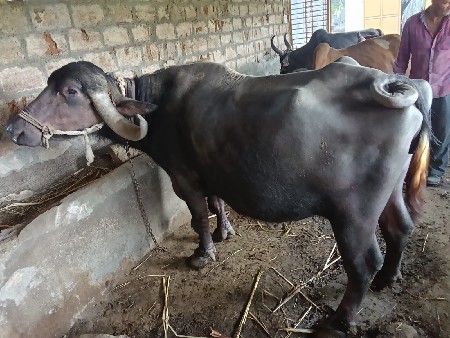 थंबनेल 3