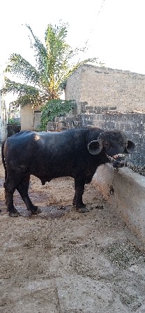 थंबनेल 2