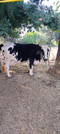 ગાય વેચવાની છે