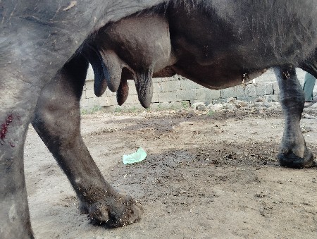 थंबनेल 3