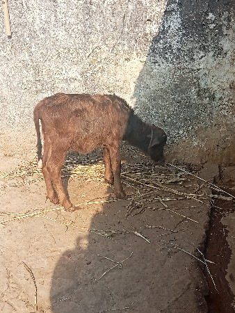 થંબનેલ 2