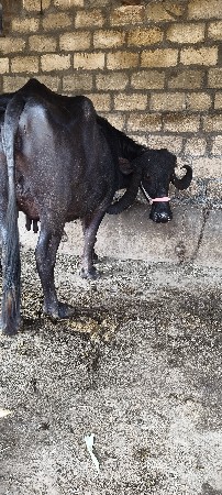 ભેંશ વેશ ની છે સાટા પણ કરસુ