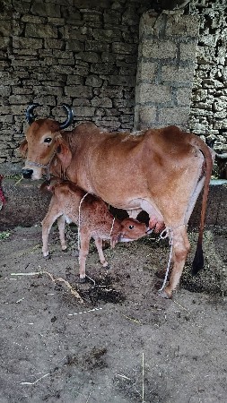 थंबनेल 4