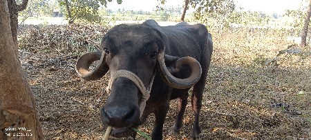 थंबनेल 3