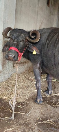 थंबनेल 3