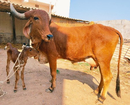 ગાય વેચવાની