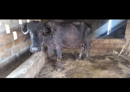 ભેંસ વેચવાની છે